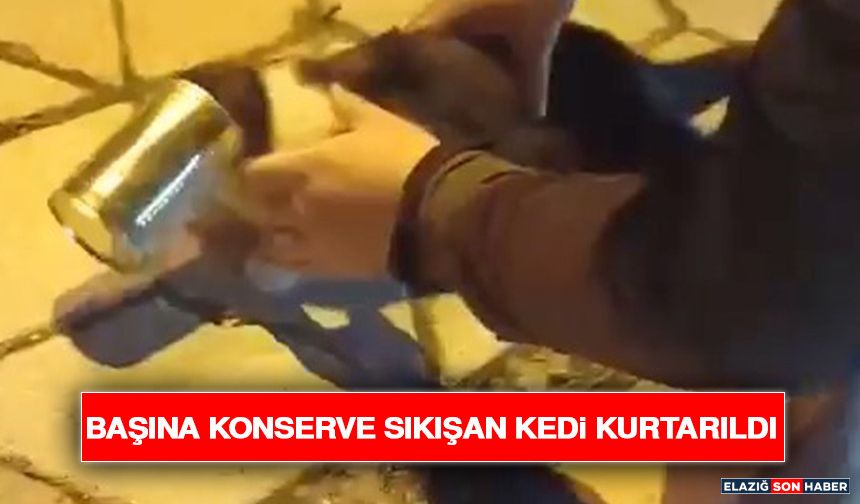 Başına Konserve Sıkışan Kedi Kurtarıldı