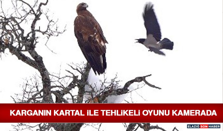 Karganın Kartal İle Tehlikeli Oyunu Kamerada