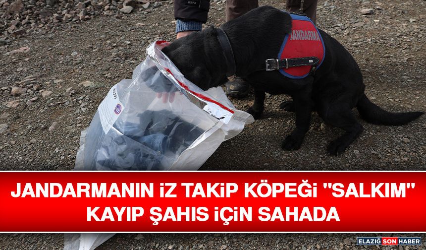 Jandarmanın İz Takip Köpeği "Salkım" Kayıp Şahıs İçin Sahada