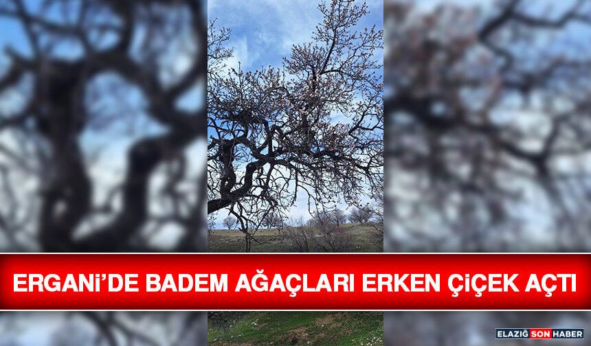 Ergani’de Badem Ağaçları Erken Çiçek Açtı