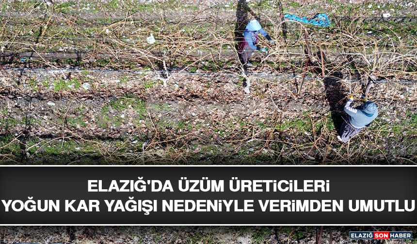 Elazığ'da Üzüm Üreticileri Yoğun Kar Yağışı Nedeniyle Verimden Umutlu