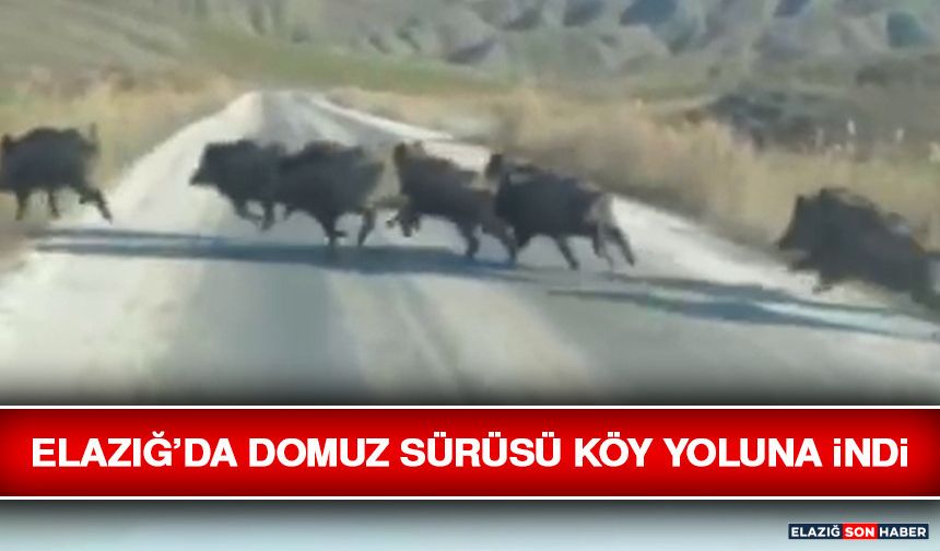 Elazığ’da Domuz Sürüsü Köy Yoluna İndi