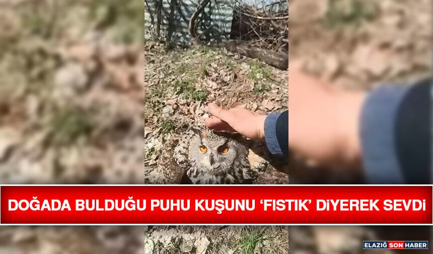Doğada Bulduğu Puhu Kuşunu ‘Fıstık’ Diyerek Sevdi
