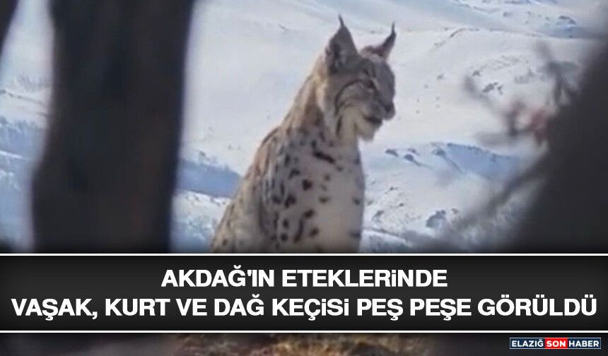 Akdağ'ın Eteklerinde Vaşak, Kurt ve Dağ Keçisi Peş Peşe Görüldü