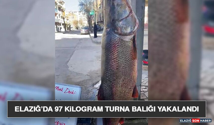 Elazığ’da 97 Kilogram Turna Balığı Yakalandı