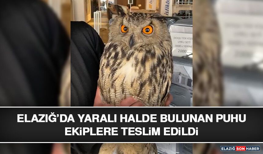 Elazığ’da Yaralı Halde Bulunan Puhu Ekiplere Teslim Edildi
