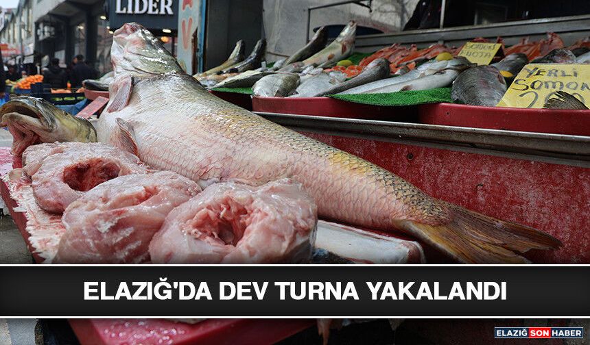 Elazığ'da Dev Turna Yakalandı
