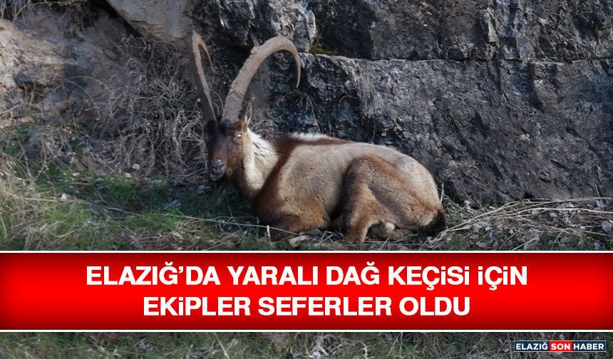 Elazığ’da Yaralı Dağ Keçisi İçin Ekipler Seferler Oldu