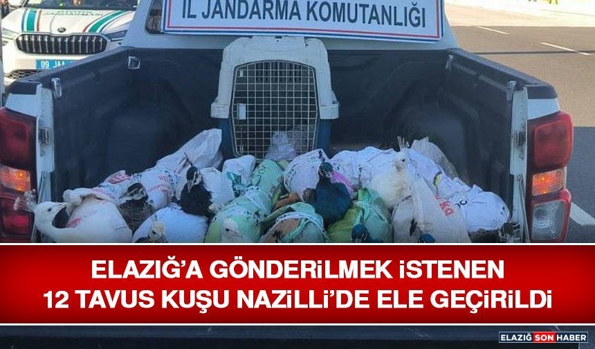 Elazığ’a Gönderilmek İstenen 12 Tavus Kuşu Nazilli’de Ele Geçirildi