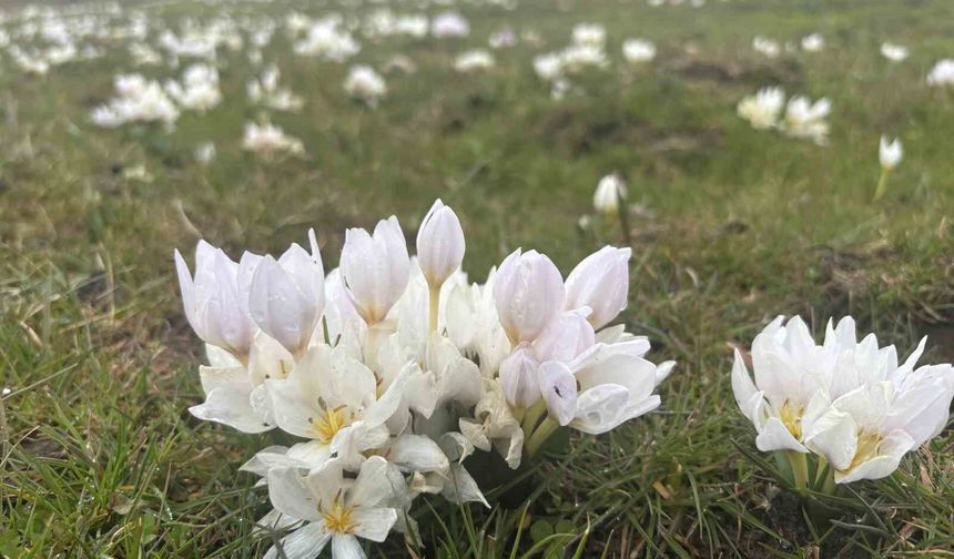 Bingöl'de baharın habercisi kardelenler yüzünü gösterdi