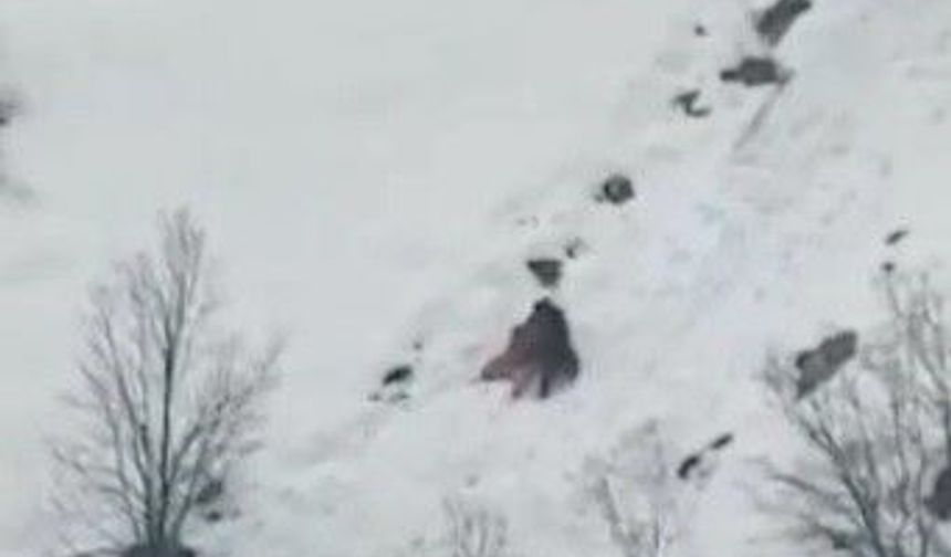 Kış uykusundan uyanan ayıların kar keyfi