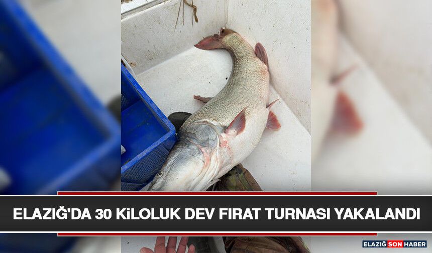 Elazığ'da 30 Kiloluk Dev Fırat Turnası Yakalandı