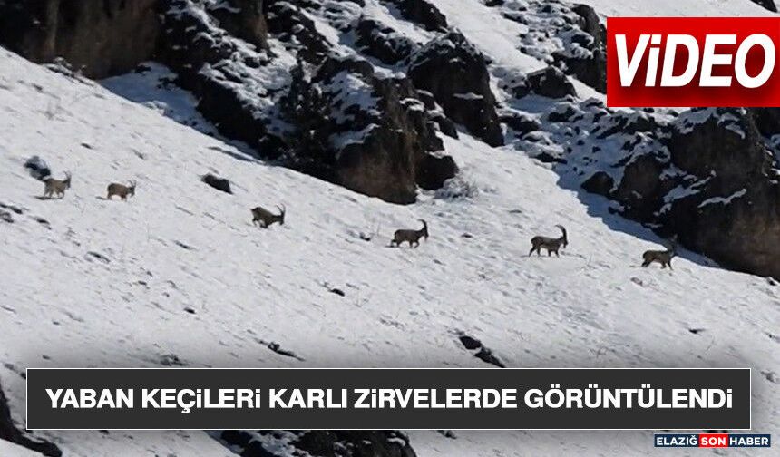 Yaban Keçileri Karlı Zirvelerde Görüntülendi