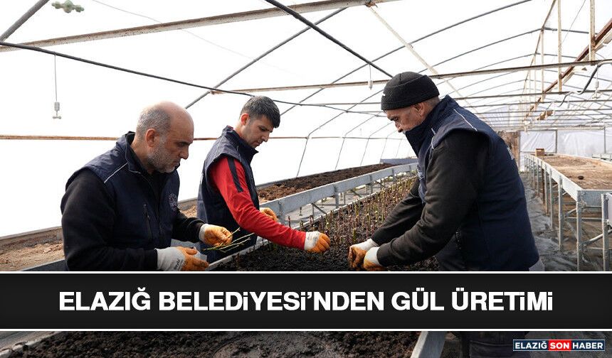 Elazığ Belediyesi’nden Gül Üretimi