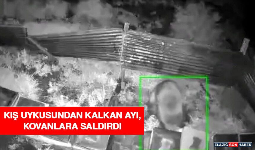 Kış Uykusundan Kalkan Ayı, Kovanlara Saldırdı