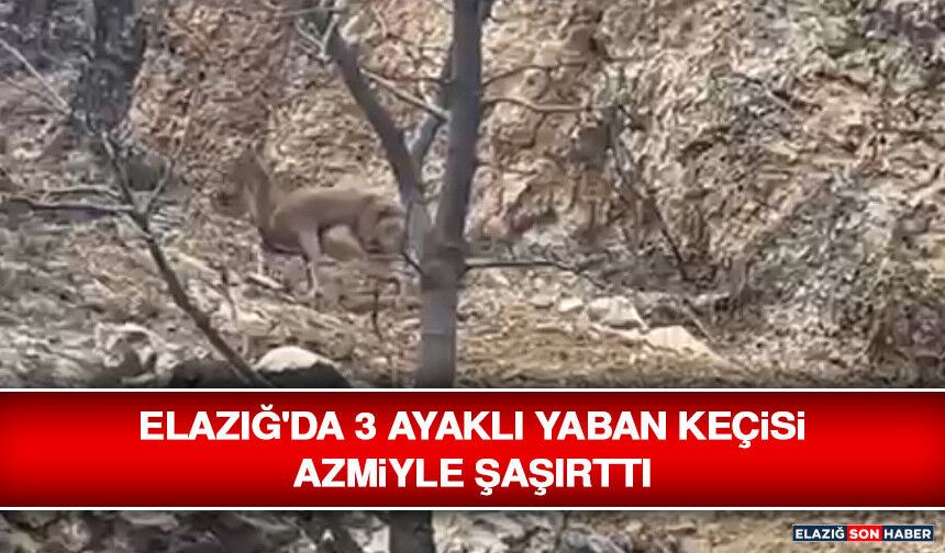 Elazığ'da 3 Ayaklı Yaban Keçisi Azmiyle Şaşırttı