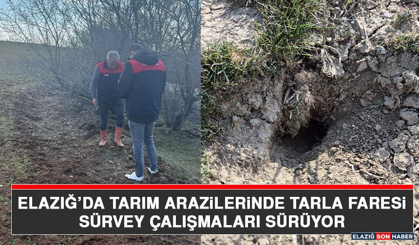 Elazığ’da Tarım Arazilerinde Tarla Faresi Sürvey Çalışmaları Sürüyor