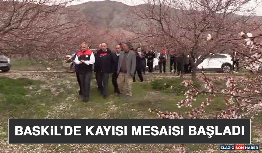 Baskil’de Kayısı Mesaisi Başladı