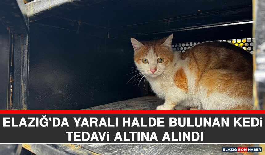 Elazığ'da Yaralı Halde Bulunan Kedi Tedavi Altına Alındı