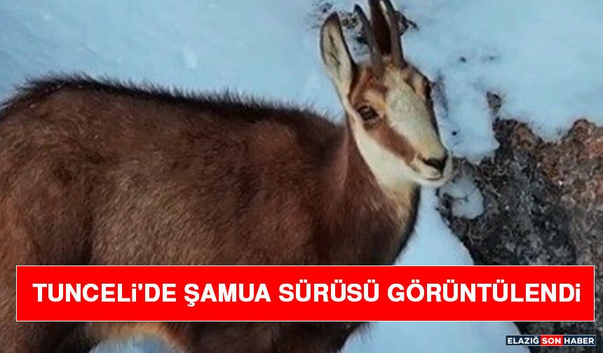 Tunceli'de Şamua Sürüsü Görüntülendi