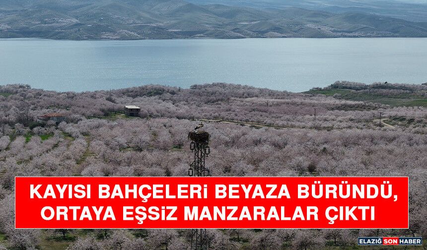 Kayısı Bahçeleri Beyaza Büründü, Ortaya Eşsiz Manzaralar Çıktı