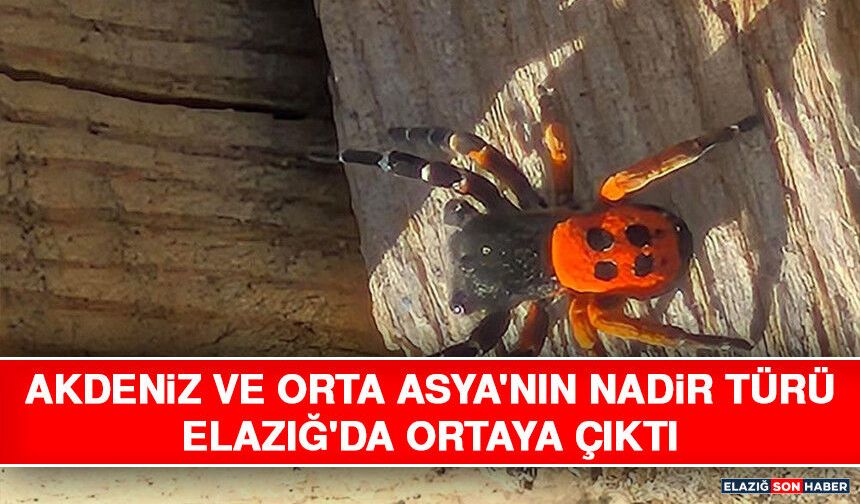 Akdeniz ve Orta Asya'nın Nadir Türü Elazığ'da Ortaya Çıktı