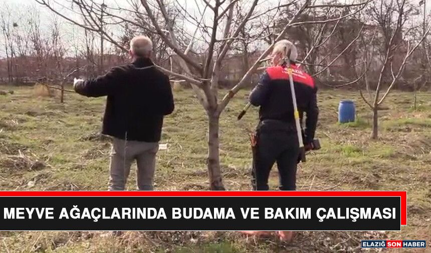 Meyve Ağaçlarında Budama ve Bakım Çalışması