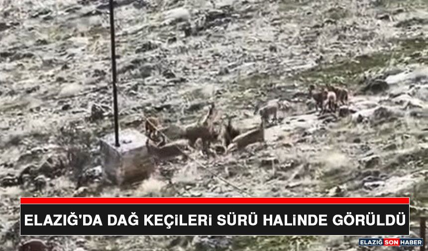 Elazığ'da Dağ Keçileri Sürü Halinde Görüldü