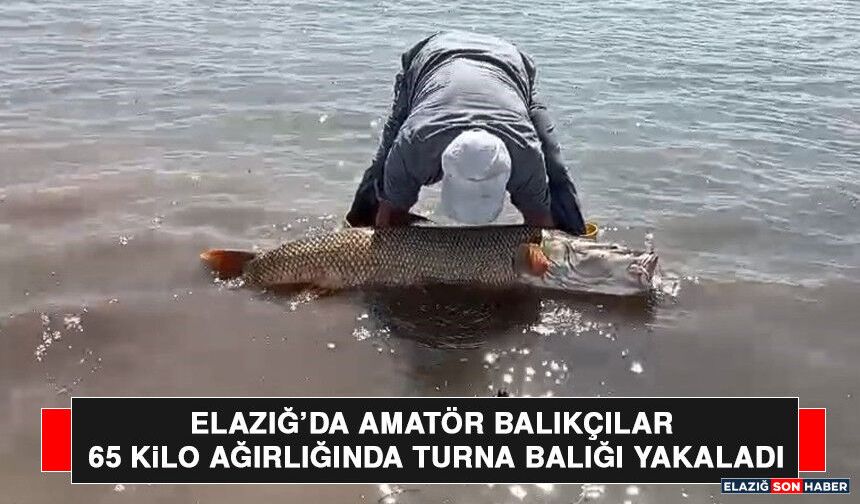Elazığ’da Amatör Balıkçılar 65 Kilo Ağırlığında Turna Balığı Yakaladı