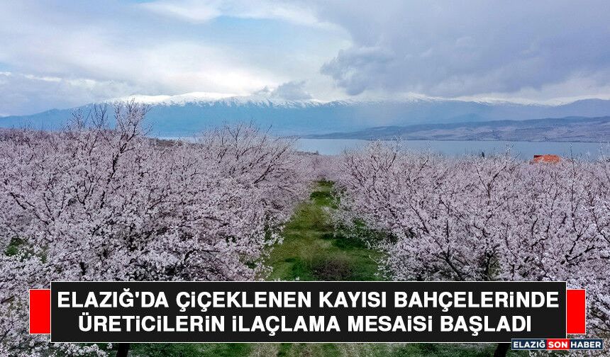 Elazığ'da Çiçeklenen Kayısı Bahçelerinde Üreticilerin İlaçlama Mesaisi Başladı