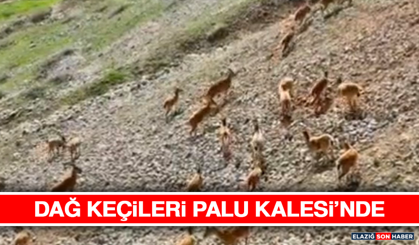 Dağ Keçileri Palu Kalesi’nde