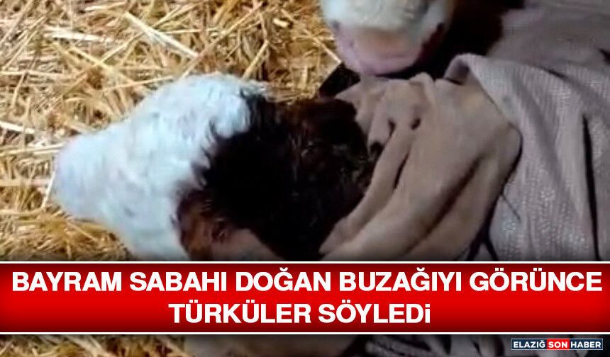 Bayram Sabahı Doğan Buzağıyı Görünce Türküler Söyledi