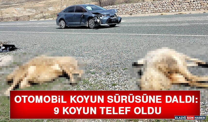 Otomobil Koyun Sürüsüne Daldı: 9 Koyun Telef Oldu