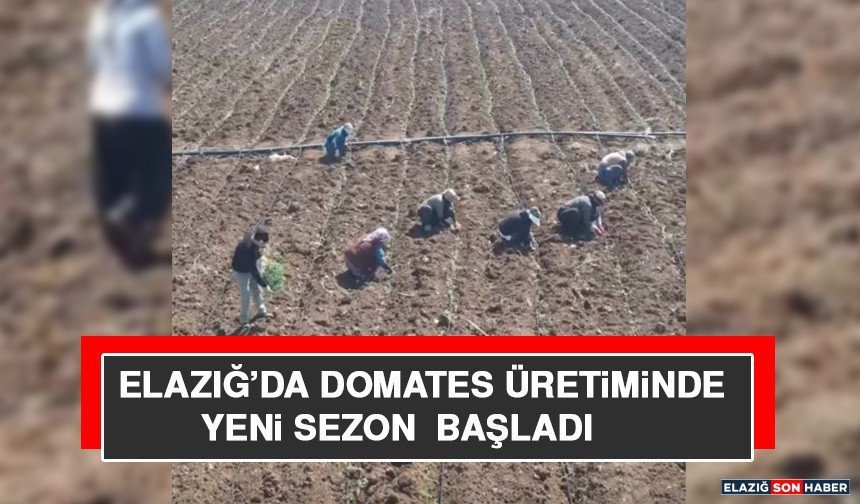 Elazığ’da Domates Üretiminde Yeni Sezon Başladı