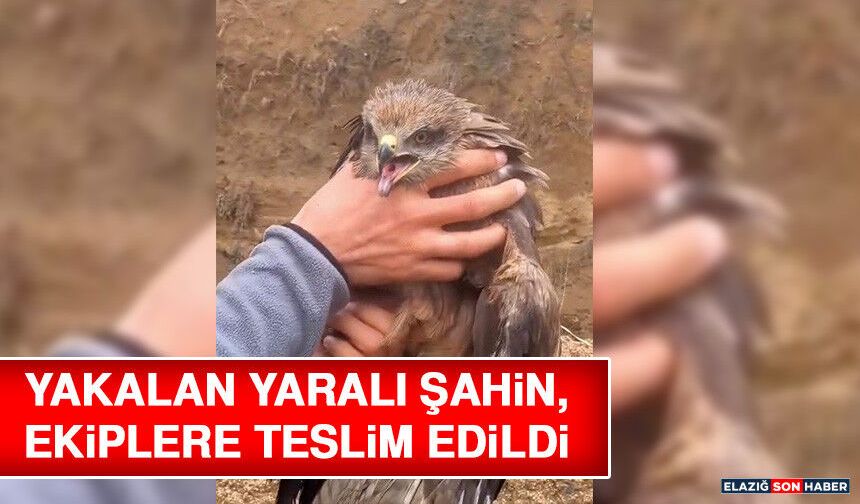 Yakalan Yaralı Şahin, Ekiplere Teslim Edildi