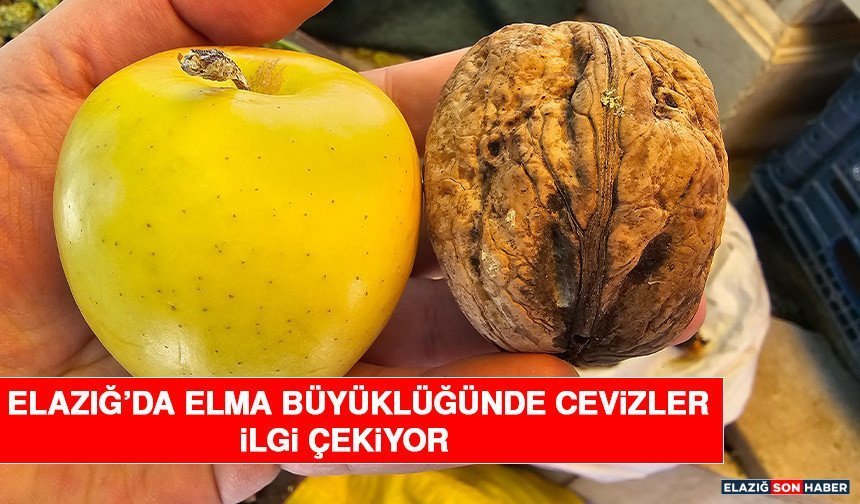 Elazığ’da Elma Büyüklüğünde Cevizler İlgi Çekiyor
