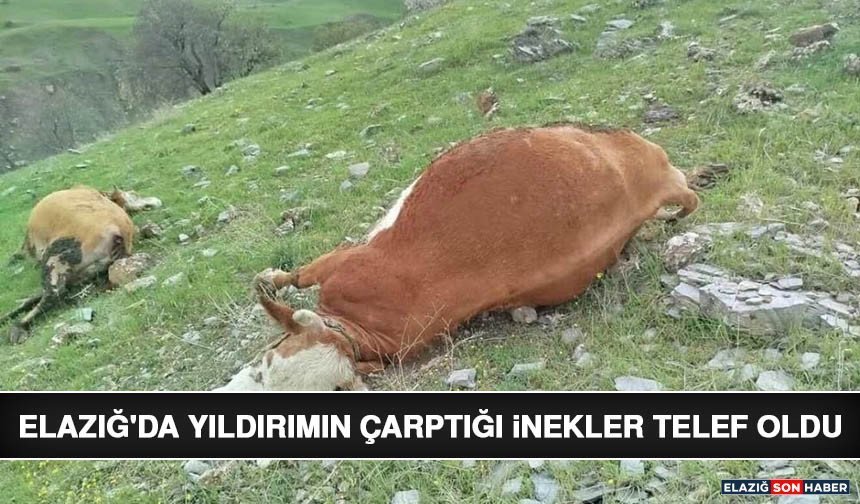 Elazığ'da Yıldırımın Çarptığı İnekler Telef Oldu