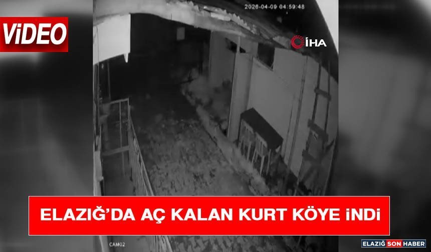 Elazığ’da Aç Kalan Kurt Köye İndi