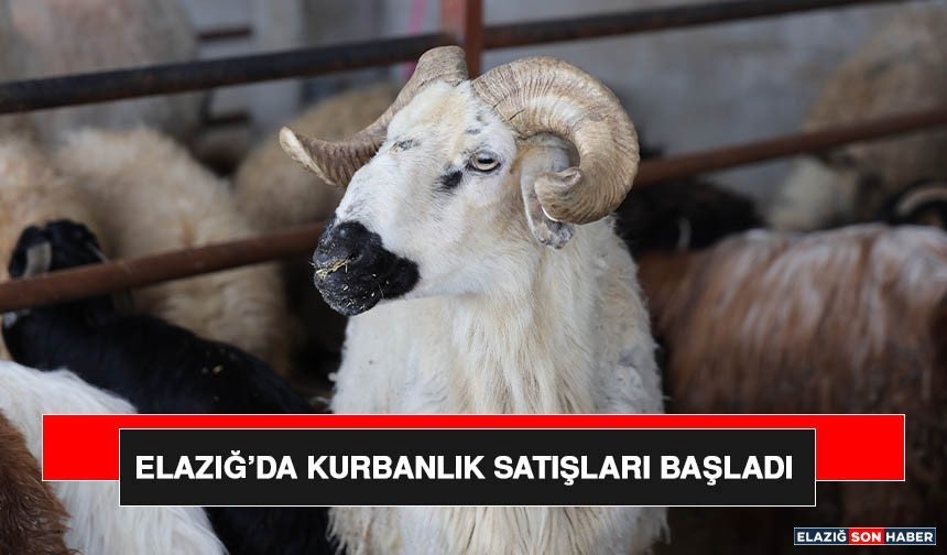 Elazığ’da Kurbanlık Satışları Başladı