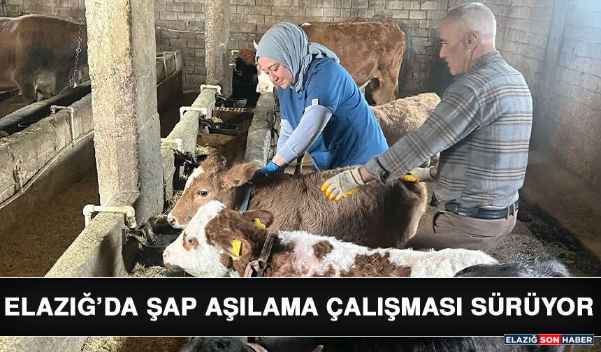 Elazığ’da Şap Aşılama Çalışması Sürüyor