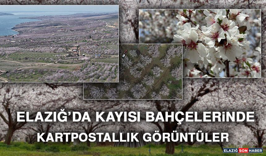 Elazığ’da Kayısı Bahçelerinde Kartpostallık Görüntüler