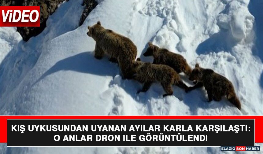 Kış Uykusundan Uyanan Ayılar Karla Karşılaştı: O Anlar Dron İle Görüntülendi