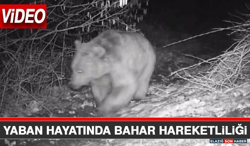 Yaban Hayatında Bahar Hareketliliği