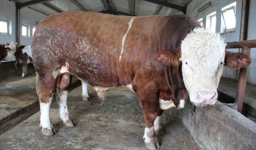 Bingöl'de 1,5 tonluk 'Tosun Paşa' 450 bin liraya alıcı buldu