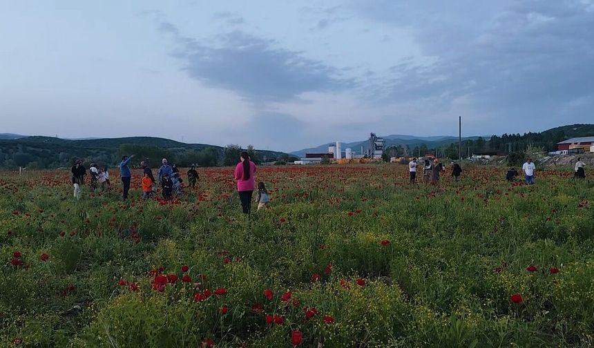 Bingöl'de doğal oluşan gelincik tarlası vatandaşların ilgi odağı oldu