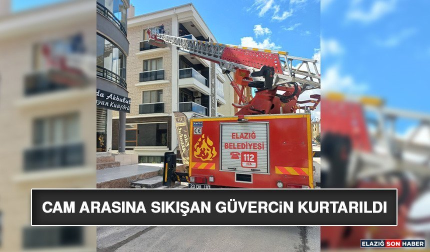 Cam Arasına Sıkışan Güvercin Kurtarıldı