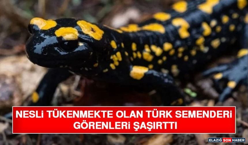 Nesli Tükenmekte Olan Türk Semenderi Görenleri Şaşırttı