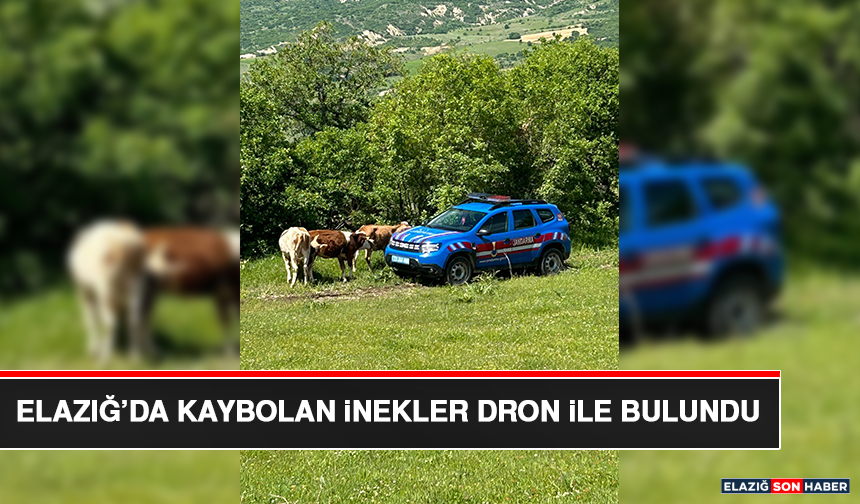Elazığ’da Kaybolan İnekler Dron İle Bulundu