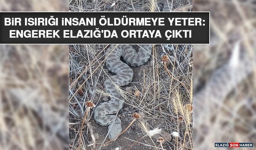 Bir Isırığı İnsanı Öldürmeye Yeter: Engerek Elazığ'da Ortaya Çıktı