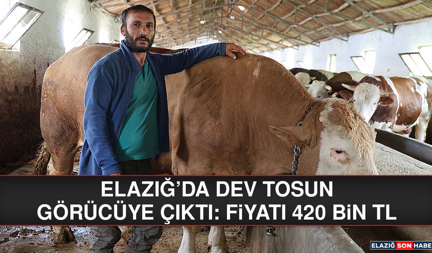 Elazığ'da dev tosun görücüye çıktı: Fiyatı 420 bin TL